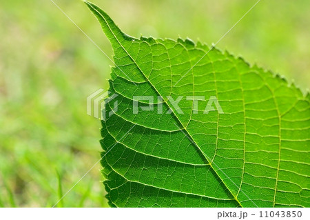 菩提樹の若葉 菩提樹の若葉 11043850