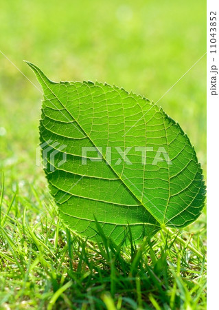 菩提樹の若葉 11043852