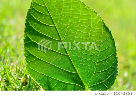 菩提樹の若葉 11043853