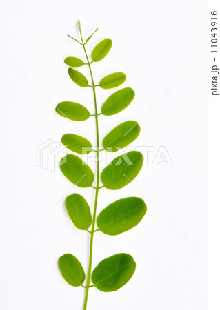 ニセアカシアの若葉 11043916