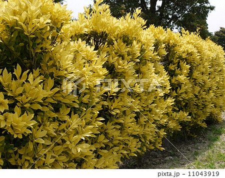 オウゴンマサキ 11043919