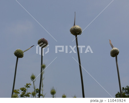 アリウムつぼみ アリウムつぼみ 11043924