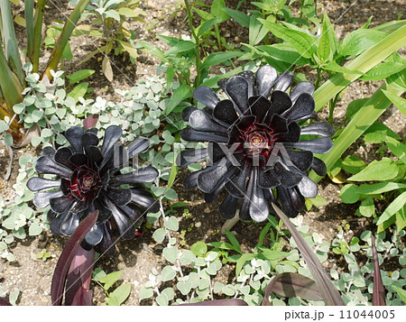 アエオニウム 11044005