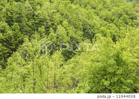 産山村のクヌギ林 11044038