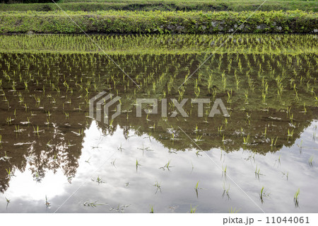 田植えしたばかりの水田 田植えしたばかりの水田 11044061