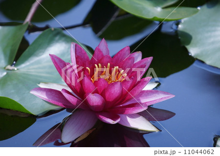 睡蓮　陽が昇ると花が開きますが朝寝坊です。 11044062