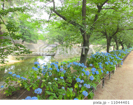 夙川のあじさい 夙川のあじさい 11044401