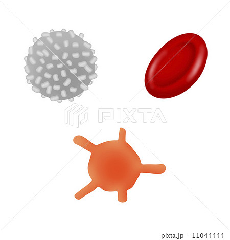 白血球 赤血球 血小板のイラスト素材