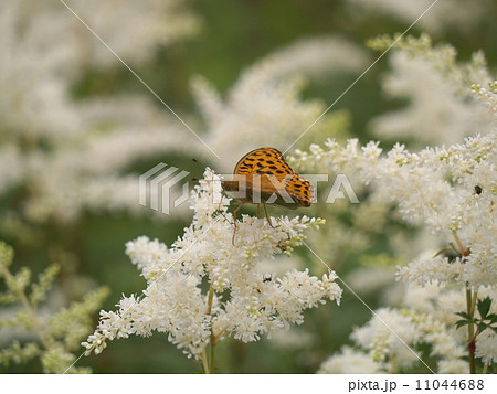 アスチルベとヒョウモンチョウ アスチルベとヒョウモンチョウ 11044688