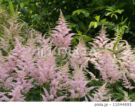 アスチルベ 11044693