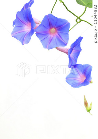 琉球アサガオ 11044882