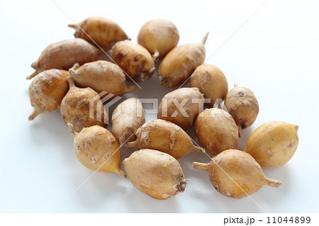 アピオス アピオス 11044899