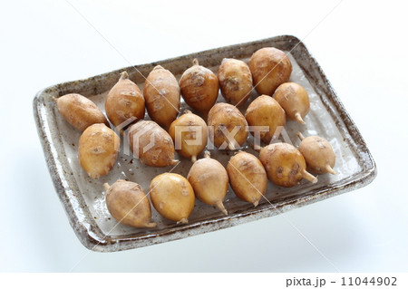 アピオス アピオス 11044902