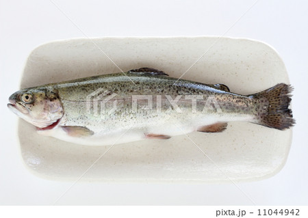 ニジマス 11044942