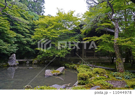 蓮華寺の庭園 11044978