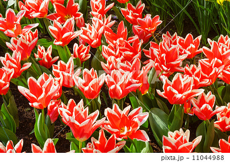 Beautiful red-white tulips (closeup) 11044988