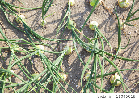 玉ねぎ畑 玉ねぎ畑 11045019