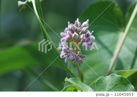 蘿藦　ガガイモと申します。 11045053