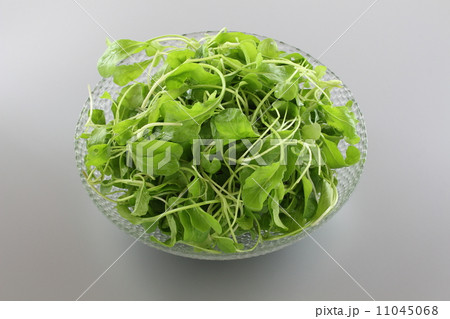 若葉のルッコラ 11045068