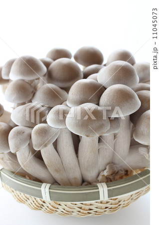 丹波シメジ 丹波シメジ 11045073