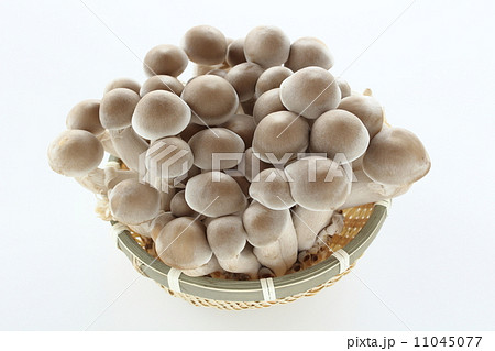 丹波シメジ 11045077