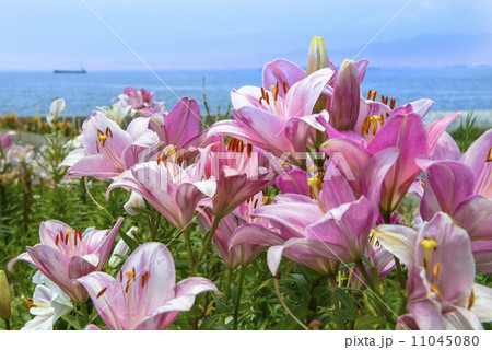 百合の花　パーティダイアモンド 11045080