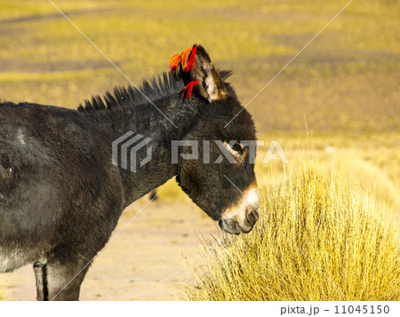 Donkey 11045150