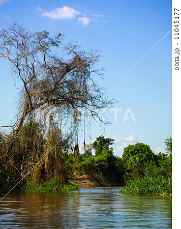 Amazonian river bay 11045177