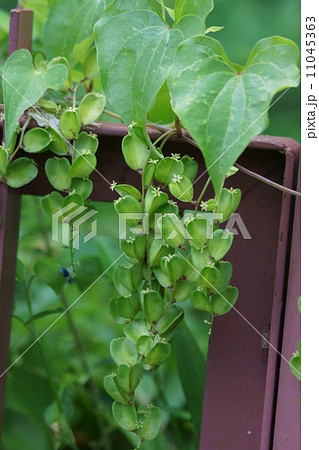 鬼野老　オニドコロと申します。　山芋の仲間です。 11045363