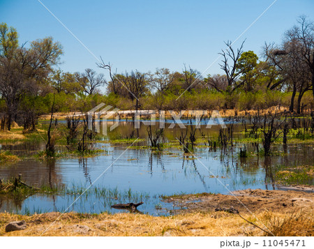 Landscape at Okavango river 11045471