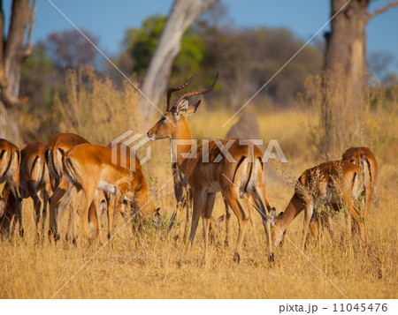 Impala herd Impala herd 11045476