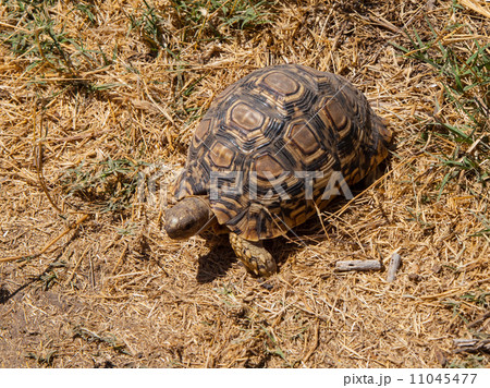 African turtle African turtle 11045477