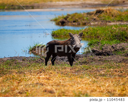 Warthog Warthog 11045483