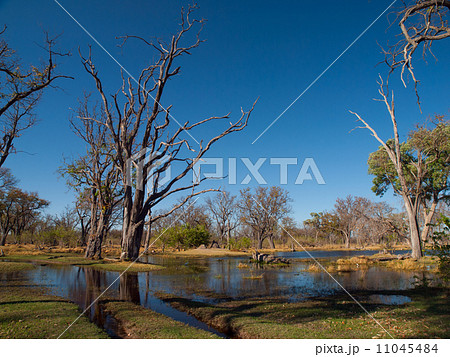 Ford in Paradise Pools area in Okavango delta Ford in Paradise Pools area in Okavango delta 11045484