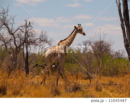 Giraffe in savanna 11045487