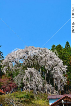 内出の桜 内出の桜 11046033