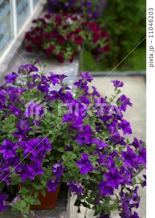 Flower decorated terrace of a house Flower decorated terrace of a house 11046203