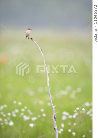 ノビタキ雌 ノビタキ雌 11046572