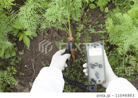 Measuring radiation levels of carrot Measuring radiation levels of carrot 11046863
