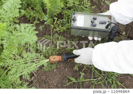 Measuring radiation levels of vegetable Measuring radiation levels of vegetable 11046864