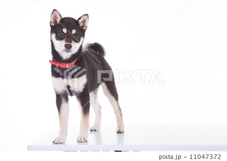 黒柴の子犬（４ヶ月）の写真素材 [11047372] - PIXTA