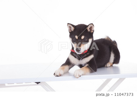 黒柴の子犬（４ヶ月）の写真素材 [11047373] - PIXTA