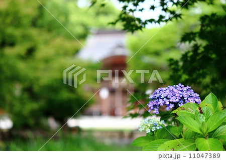 紫陽花と八幡神社 11047389
