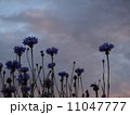 夕焼けと矢車草（青） 11047777
