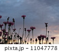 夕焼けと矢車草（ピンク） 11047778