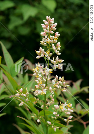 ナンテンの花 11048055