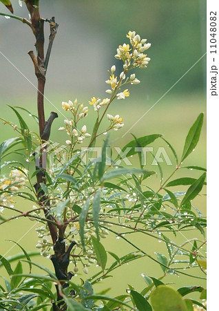 ナンテンの花･雨上がり 11048082