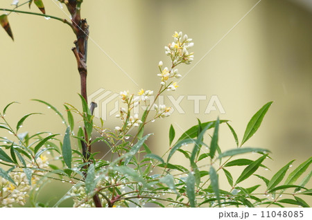 ナンテンの花･雨上がり 11048085