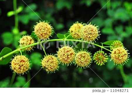 カギカズラの花 11048271