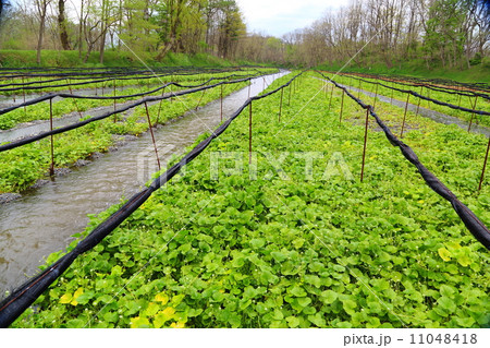安曇野わさび田湧水群　わさび田－穂高にて 11048418